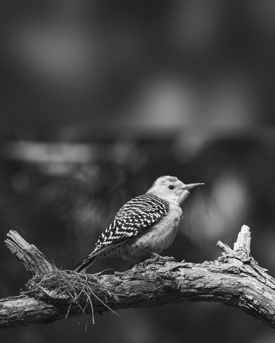 Red-bellied Woodpecker, Black and White, Tampa Bay, Florida — fine art print