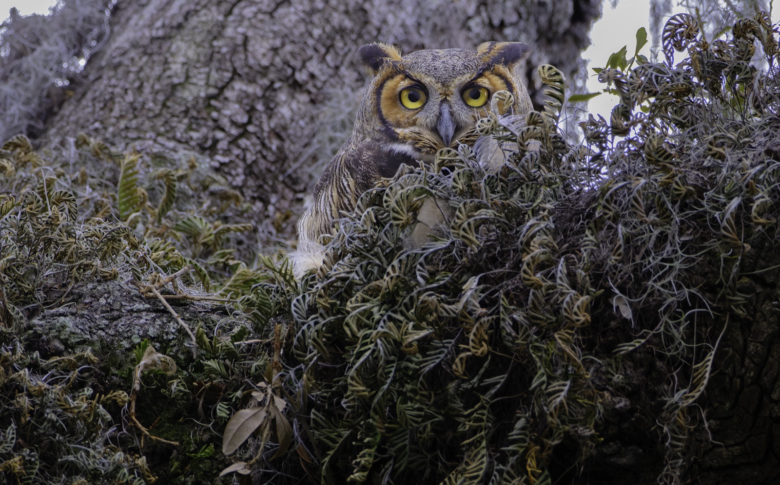 Great Horned Owl among Fern and Moss, Florida — fine art print by Bernardo Perdomo