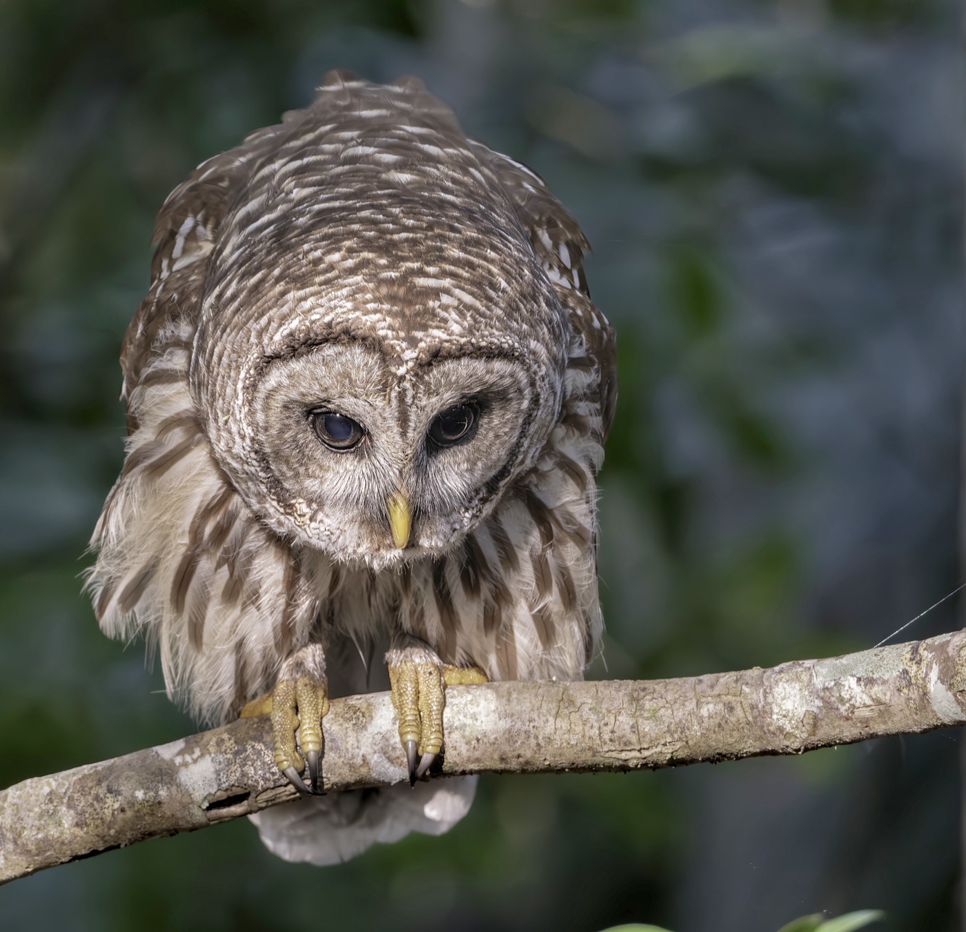 Barred Owl, Close, Tampa Bay, Florida — fine art print