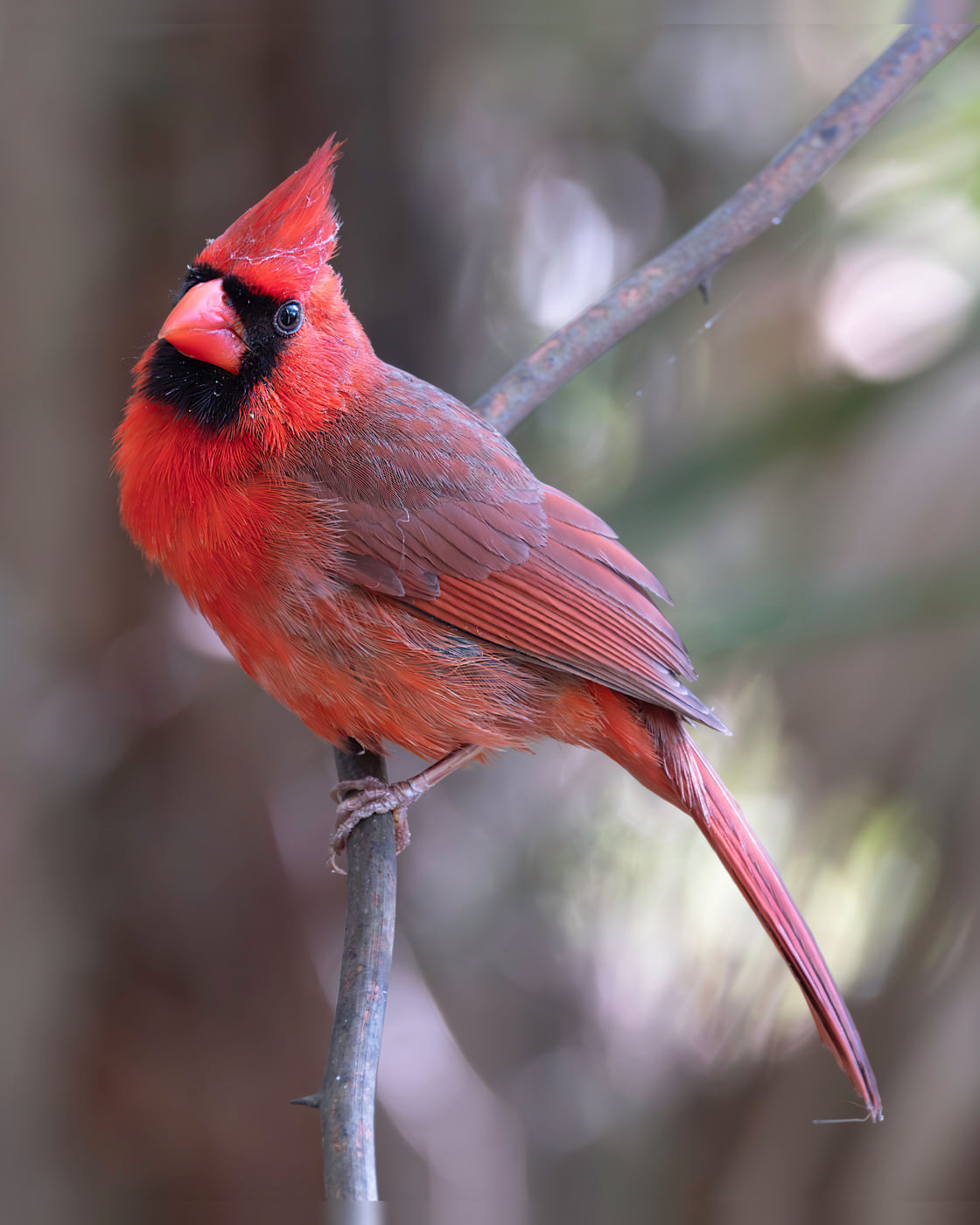 Cardinal, April Light, Tampa Bay, Florida — fine art print