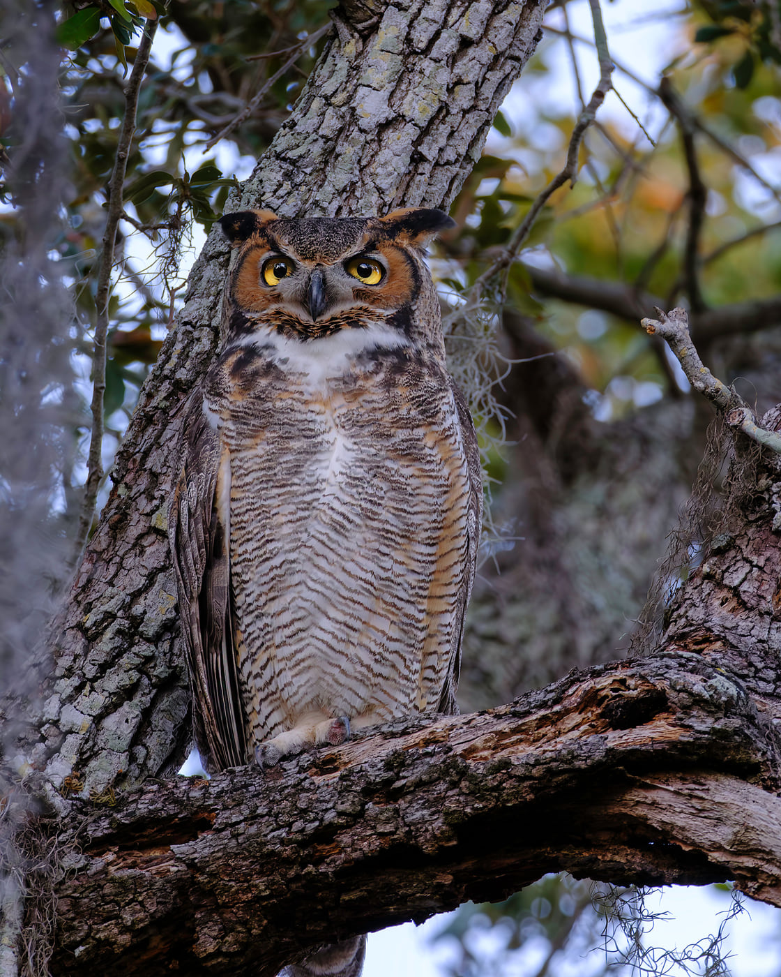 Great Horned Owl in Oak, Tampa Bay, Florida — fine art print