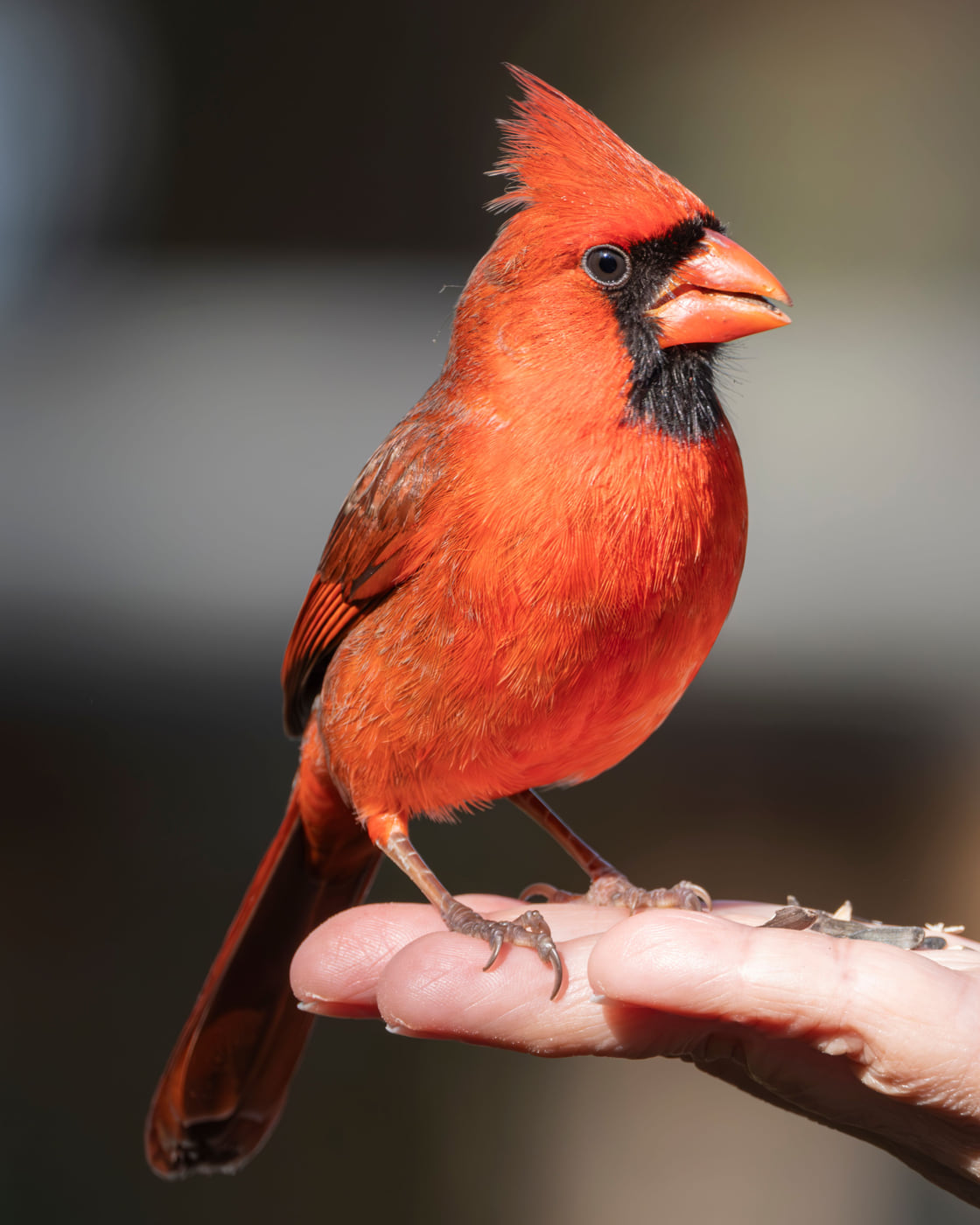 Cardinal in the Hand, Tampa Bay, Florida — fine art print
