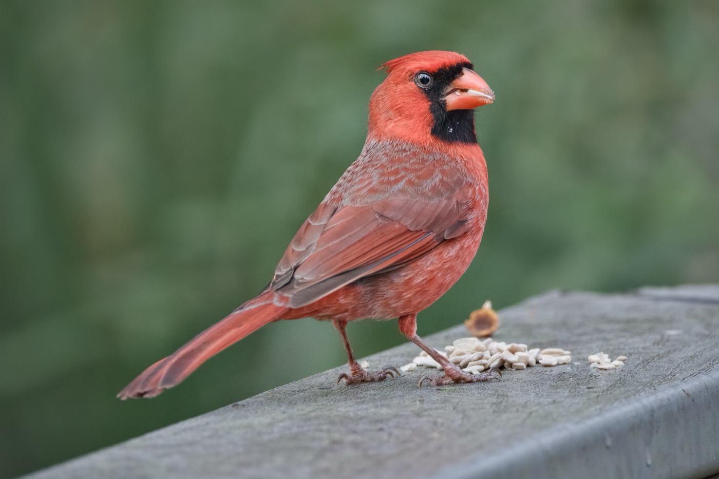 Northern Cardinal, Tampa Bay, Florida — fine art print