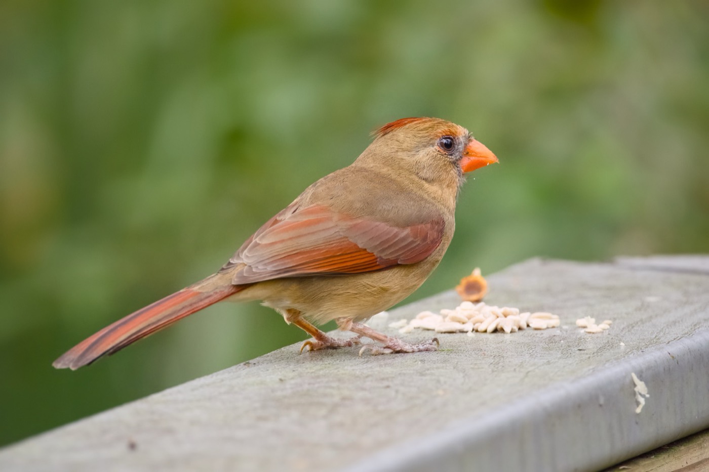 Female Cardinal, Tampa Bay, Florida — fine art print