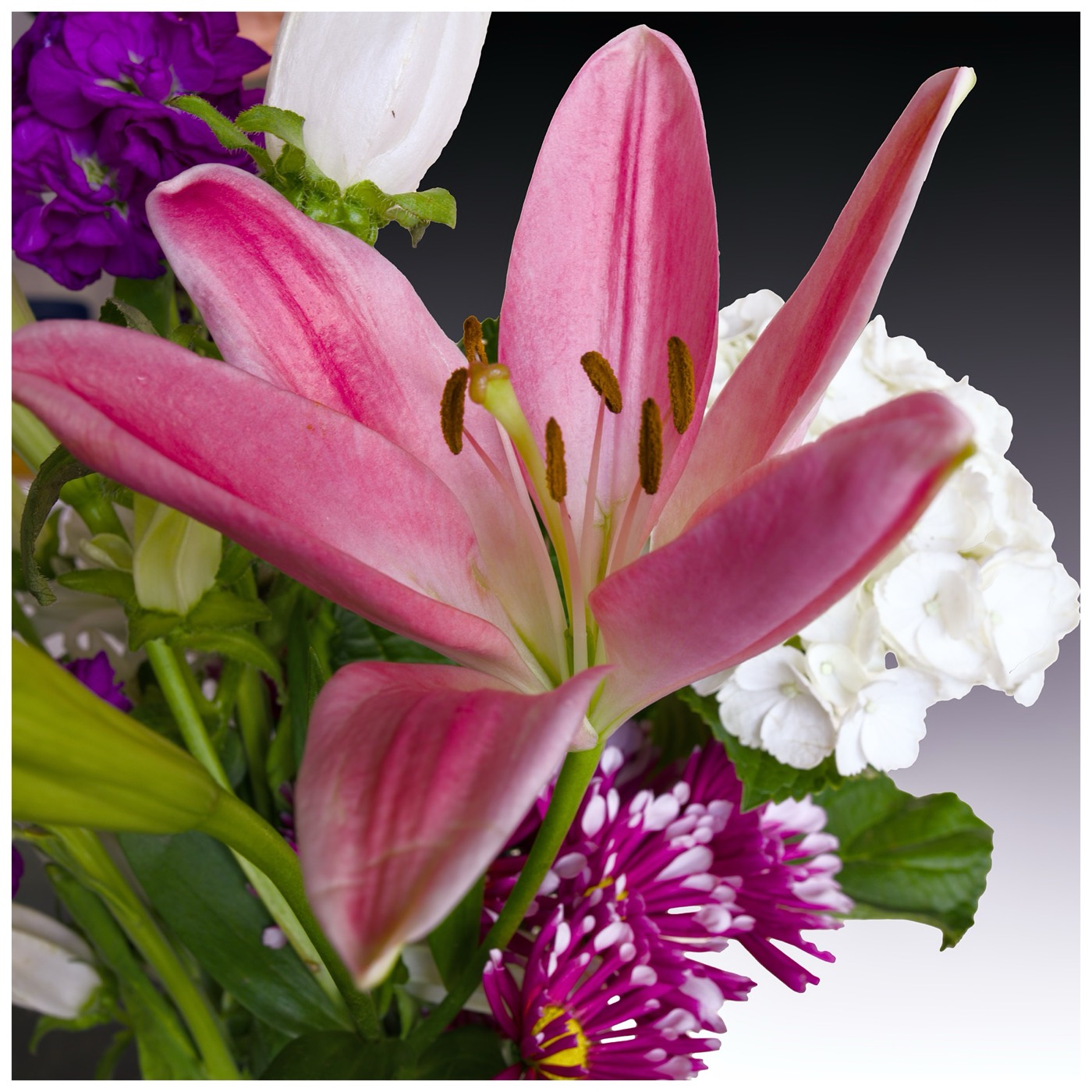 Pink Lily, Tampa Bay, Florida — fine art print