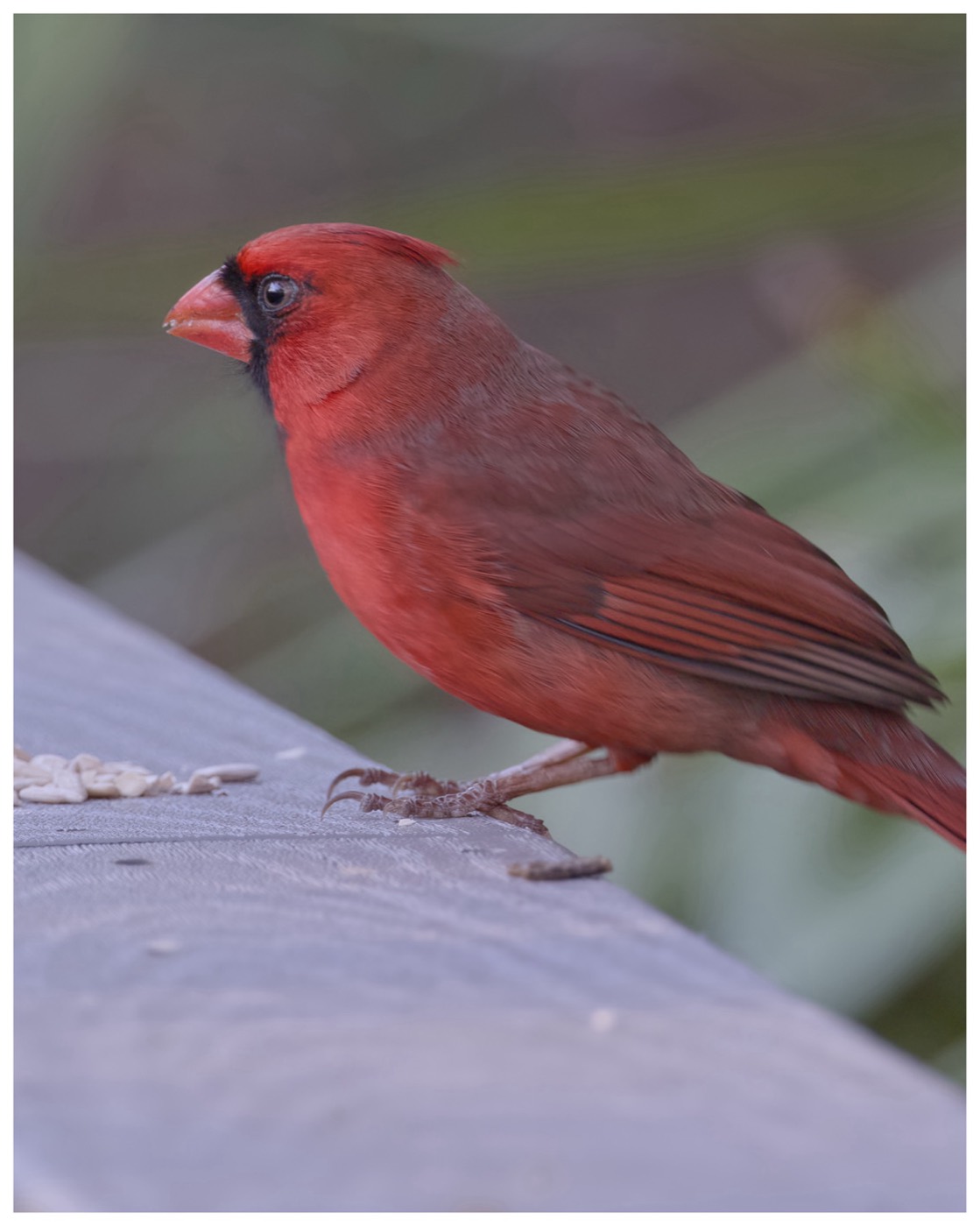 Cardinal on the Rail, Tampa Bay, Florida — fine art print