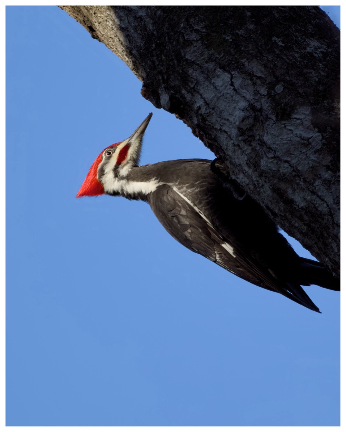 Pileated in Flight, Tampa Bay, Florida — fine art print