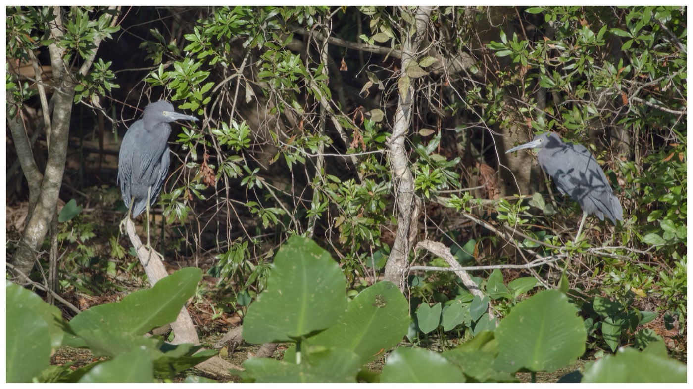 Little Blue Herons, Tampa Bay, Florida — fine art print