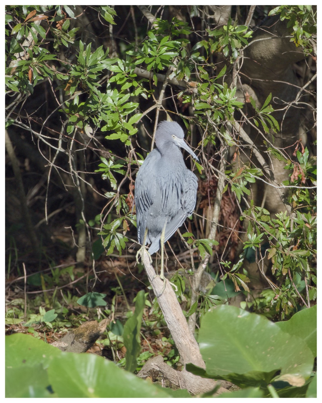 Little Blue Heron, Tampa Bay, Florida — fine art print