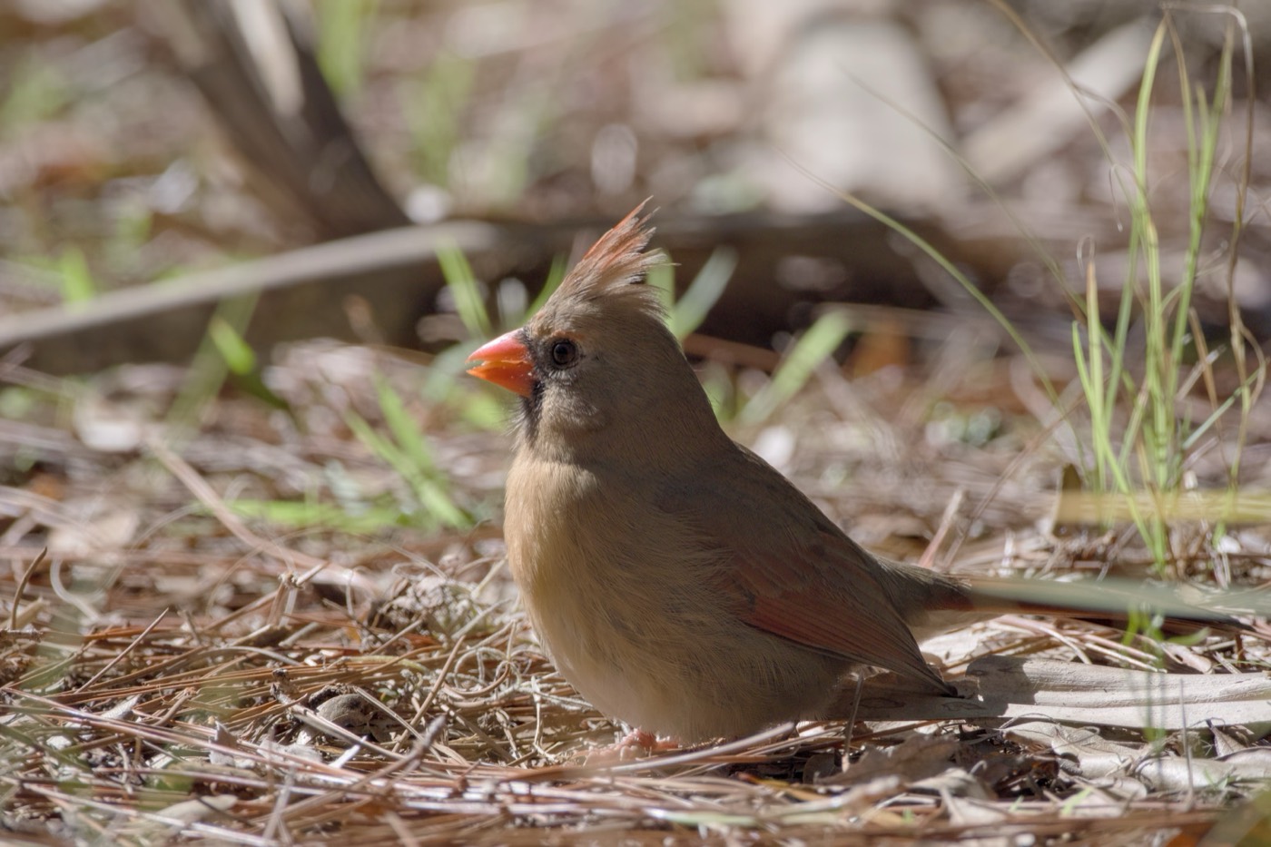 Cardinal in the Leaves, Tampa Bay, Florida — fine art print