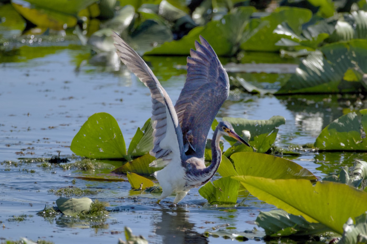 Tricolored Heron Hunting, Tampa Bay, Florida — fine art print