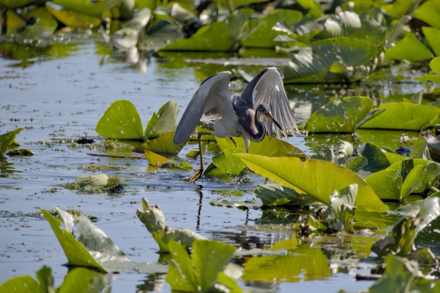 Wings Over Hyacinth, Tampa Bay, Florida — fine art print