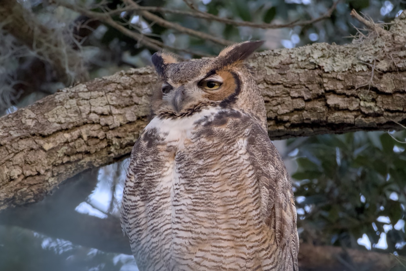Great Horned Owl, January, Tampa Bay, Florida — fine art print
