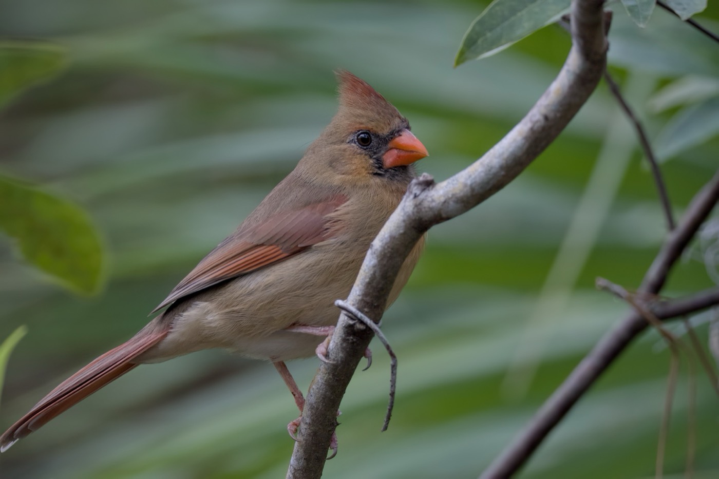 Soft Light Cardinal, Tampa Bay, Florida — fine art print