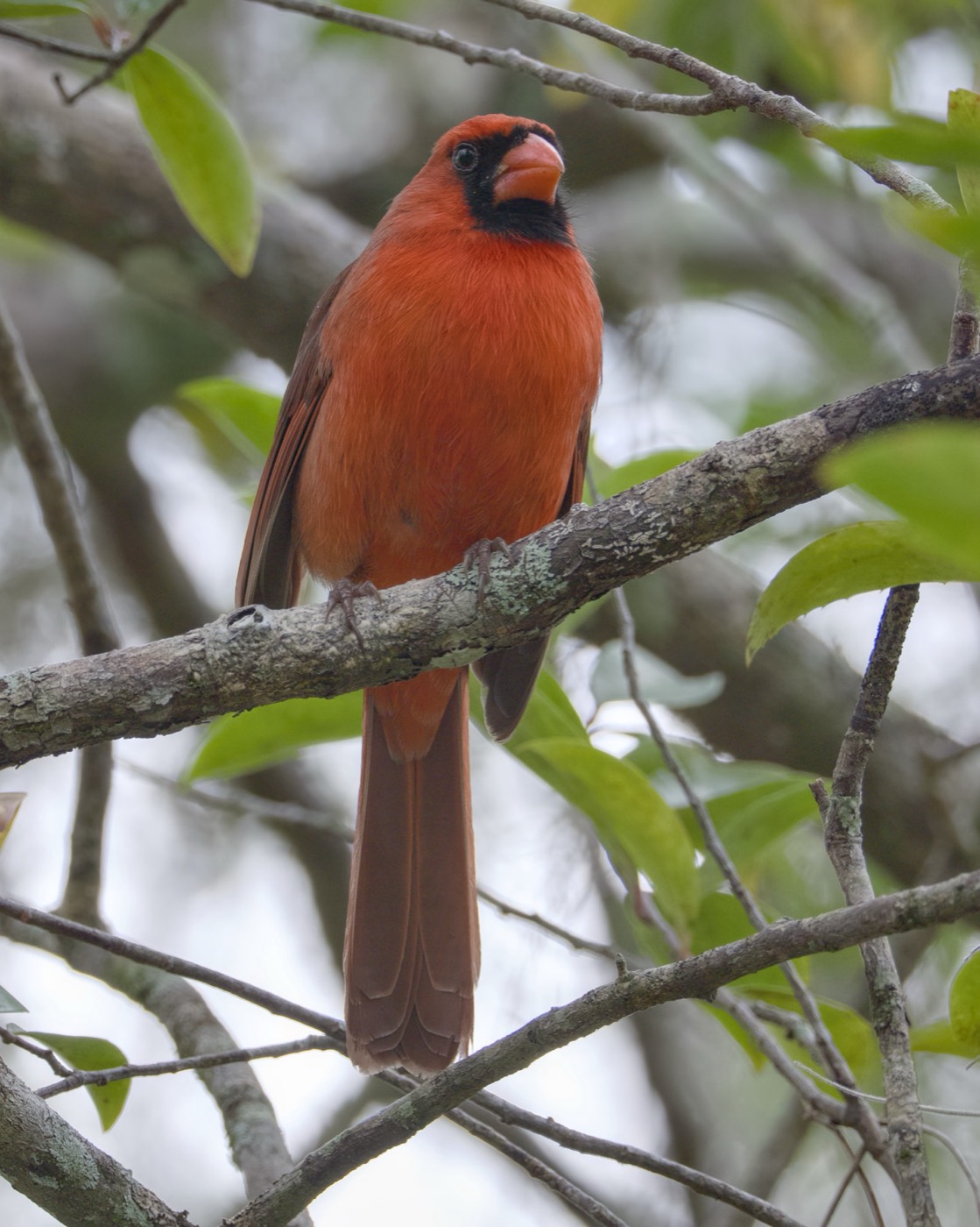 Cardinal in the Canopy, Tampa Bay, Florida — fine art print