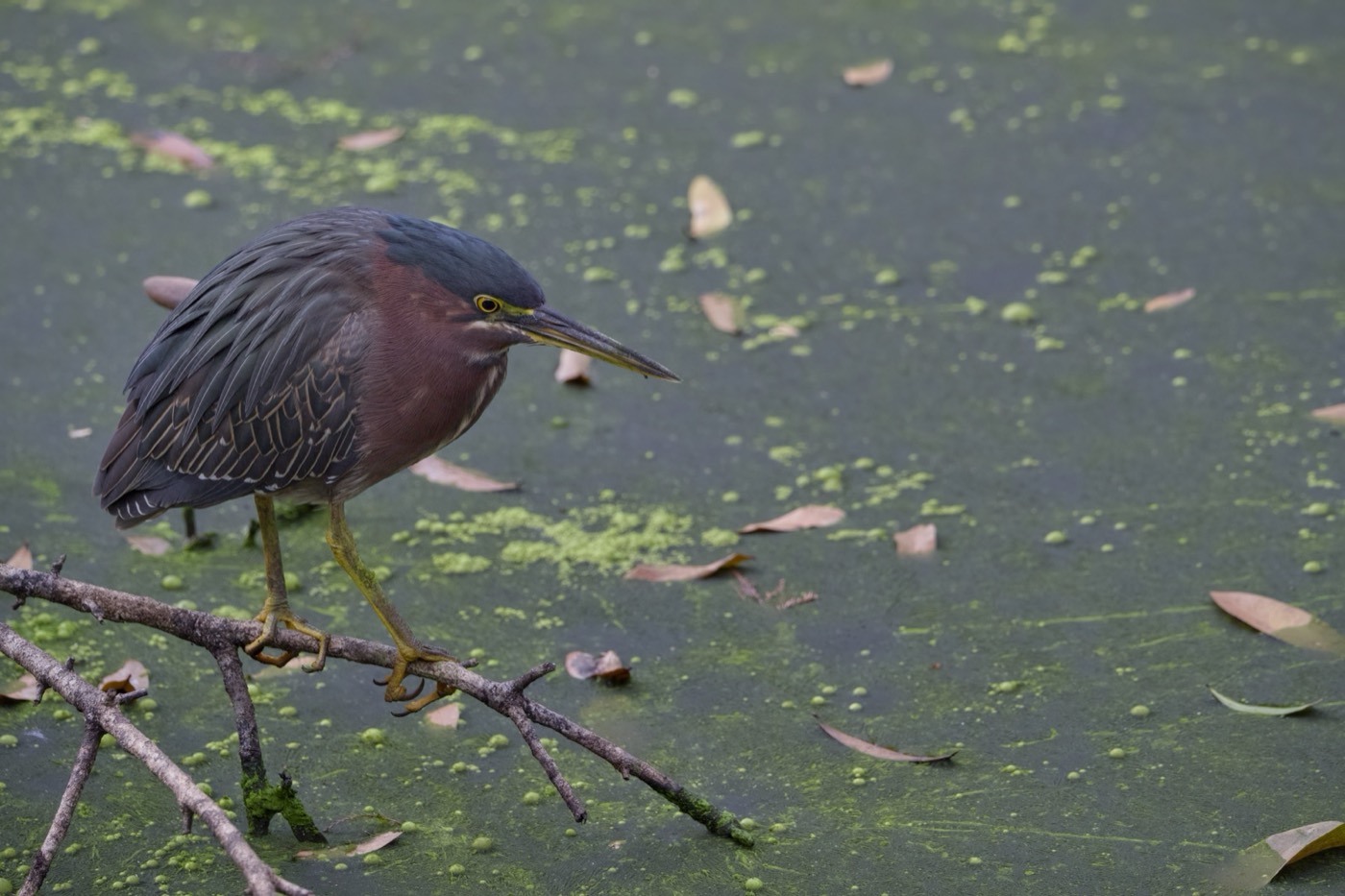 Green Heron, January, Tampa Bay, Florida — fine art print