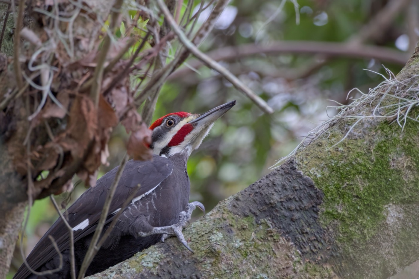 Pileated at the Trunk, Tampa Bay, Florida — fine art print