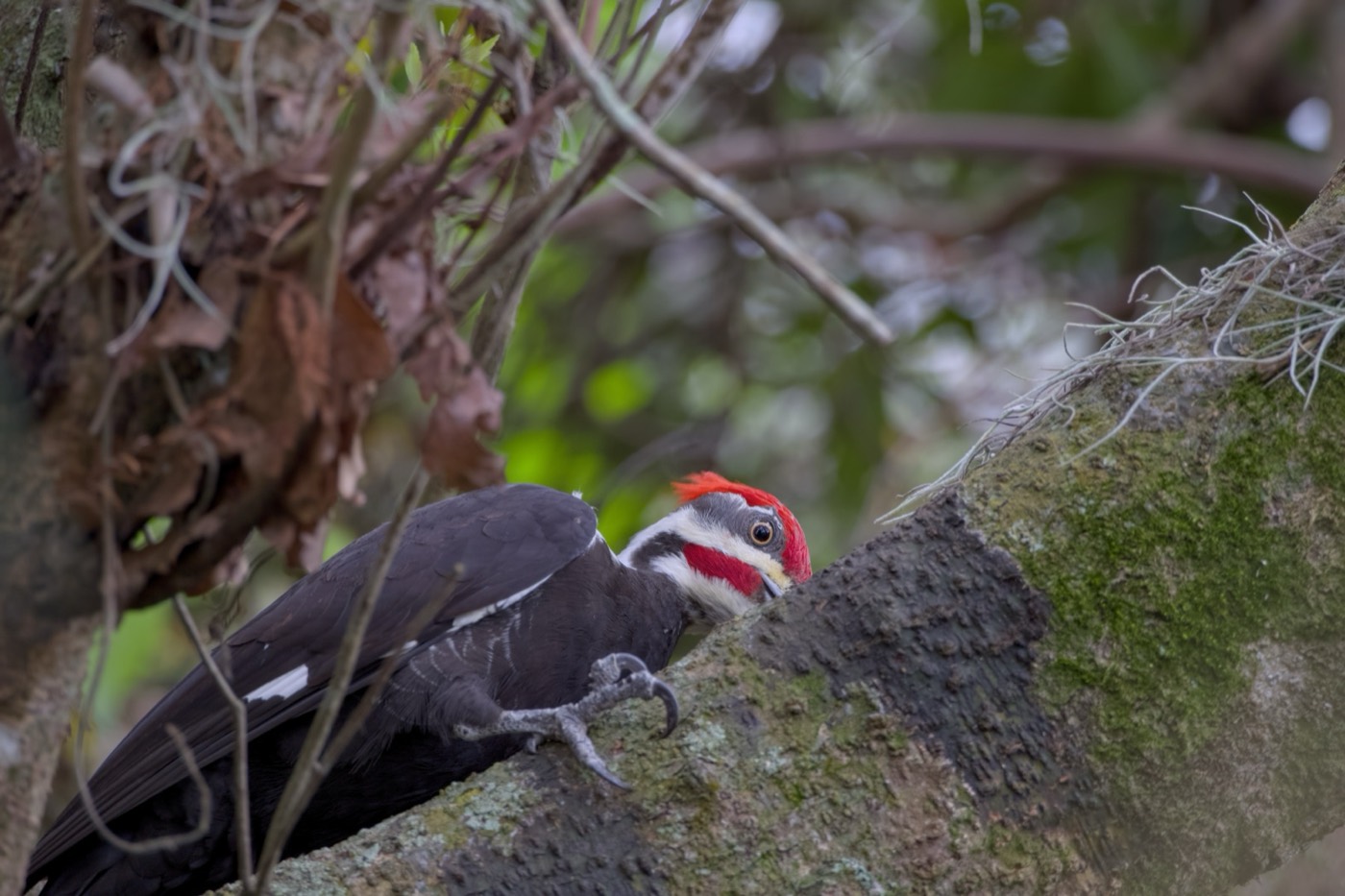 Pileated, Side Light, Tampa Bay, Florida — fine art print