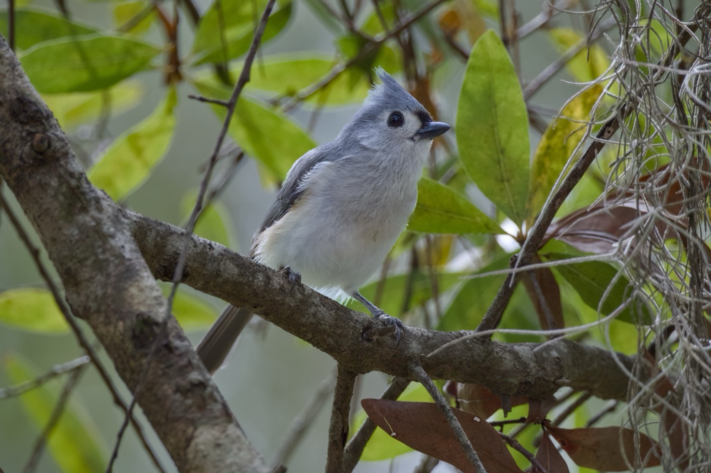 Tufted Titmouse, Tampa Bay, Florida — fine art print