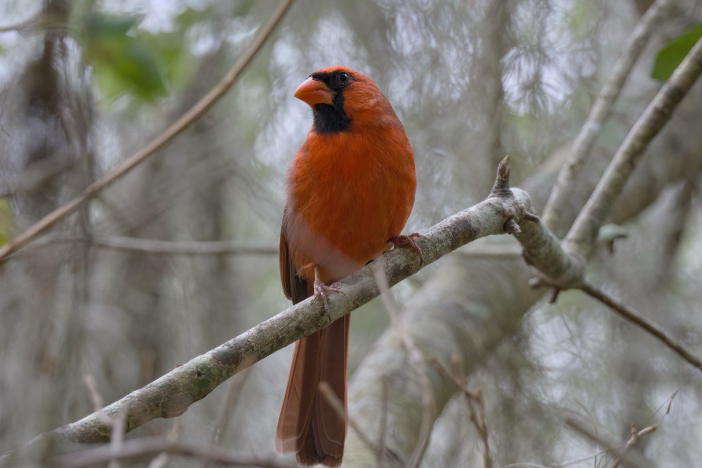 Cardinal in Spanish Moss, Tampa Bay, Florida — fine art print