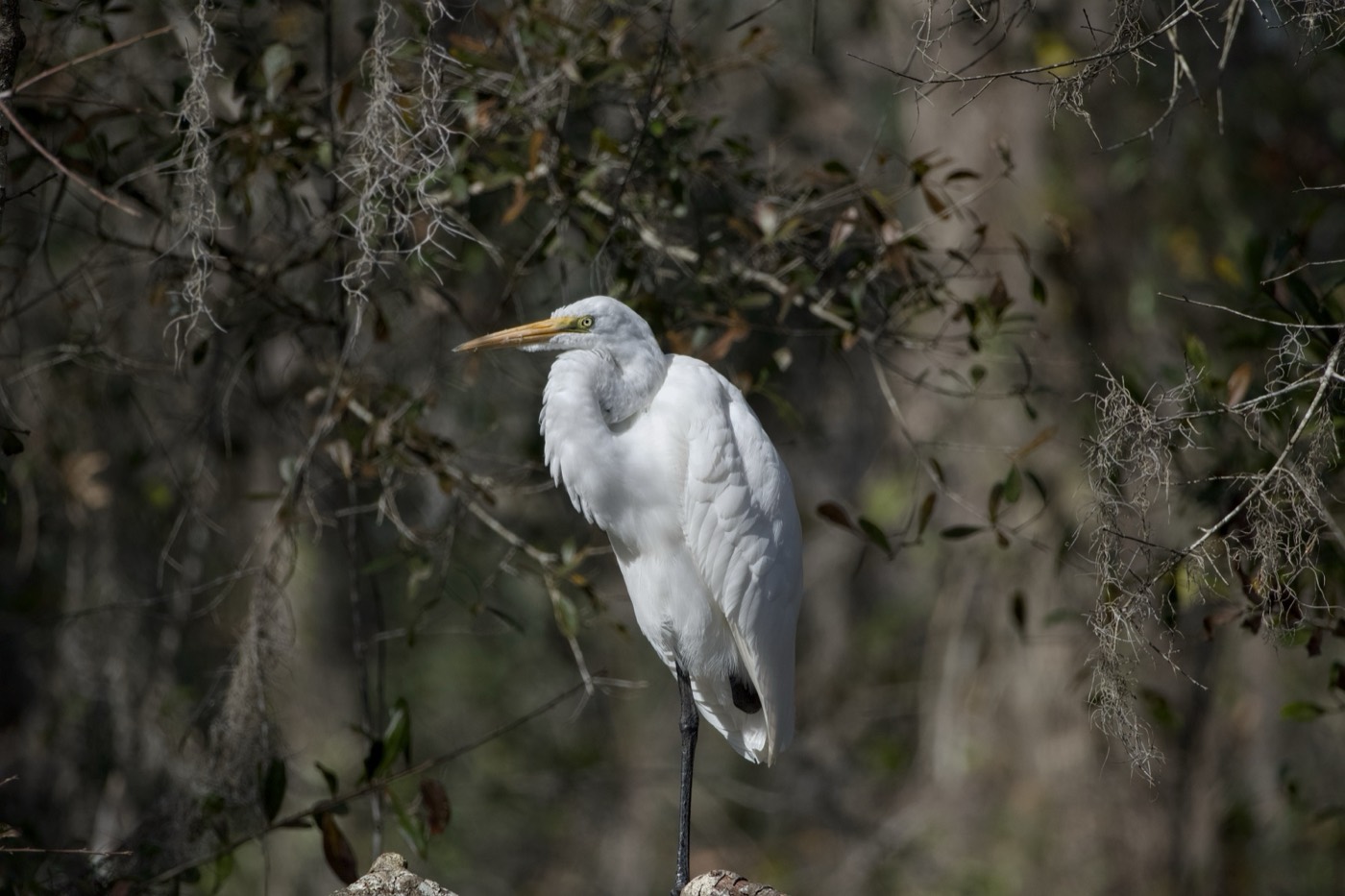 Great Egret, Tampa Bay, Florida — fine art print
