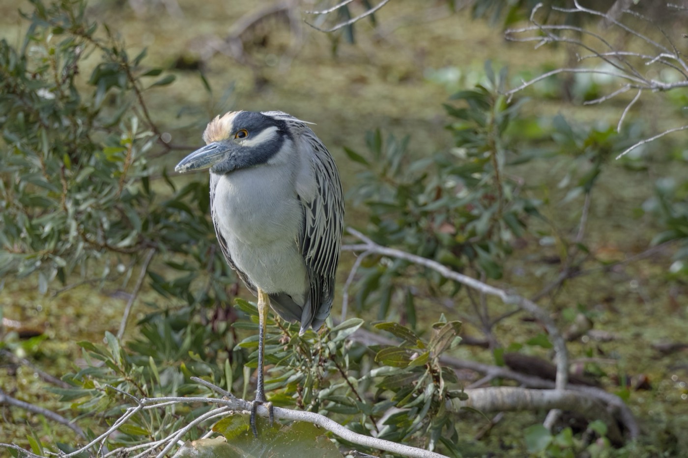 Yellow-crowned Night-Heron, Tampa Bay, Florida — fine art print