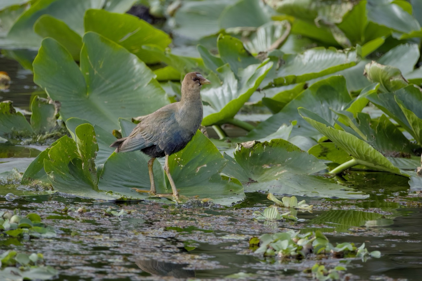 Marsh Hunter, Tampa Bay, Florida — fine art print