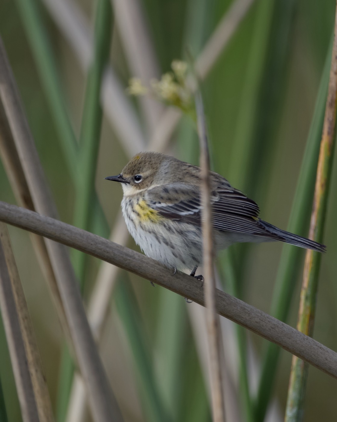 Warbler in the Reeds, Tampa Bay, Florida — fine art print