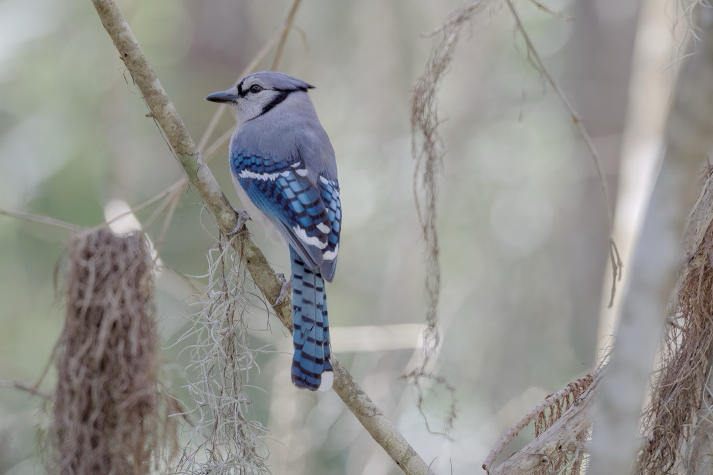 Blue Jay, Tampa Bay, Florida — fine art print