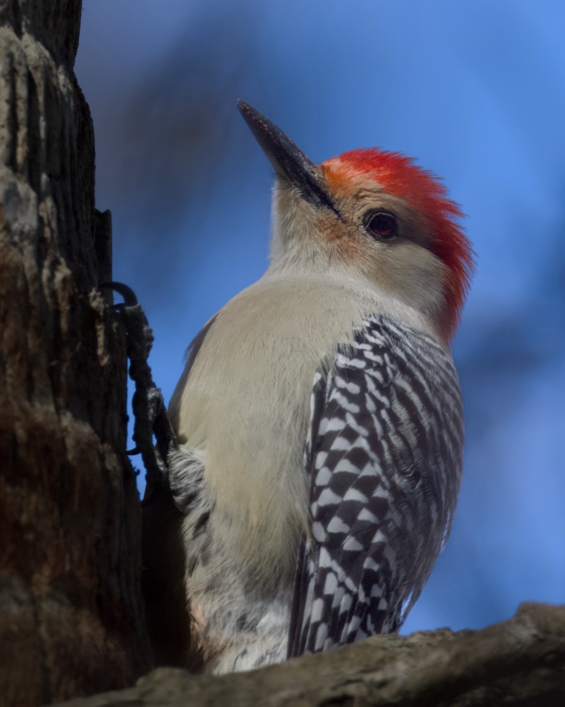 Red-bellied Woodpecker, Tampa Bay, Florida — fine art print