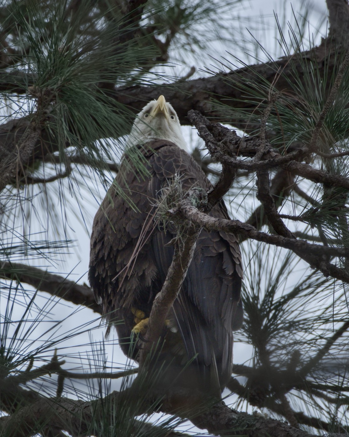 Osprey Watch, Tampa Bay, Florida — fine art print