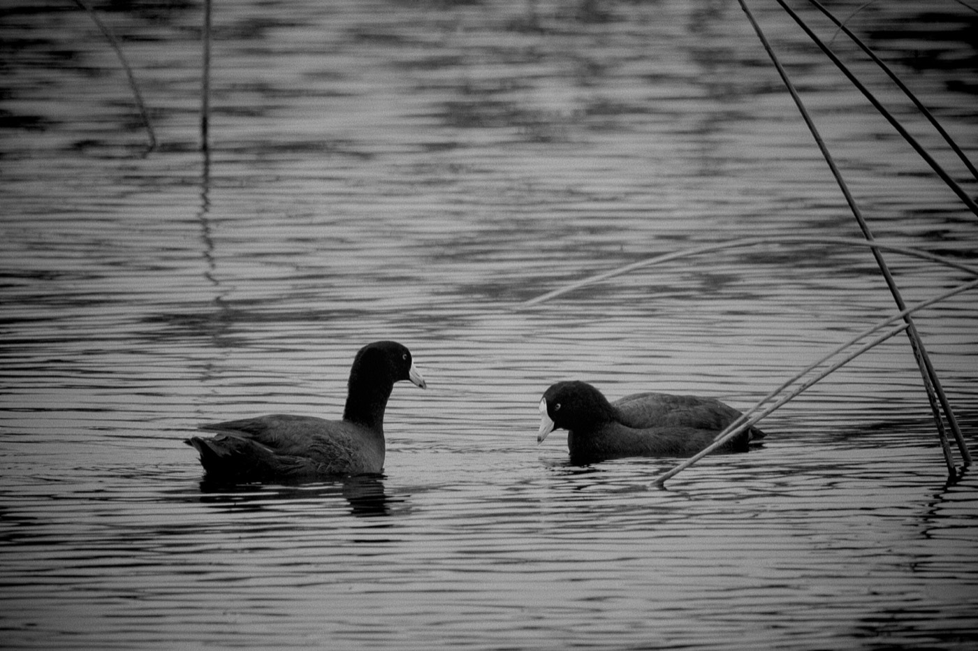American Coots, Tampa Bay, Florida — fine art print