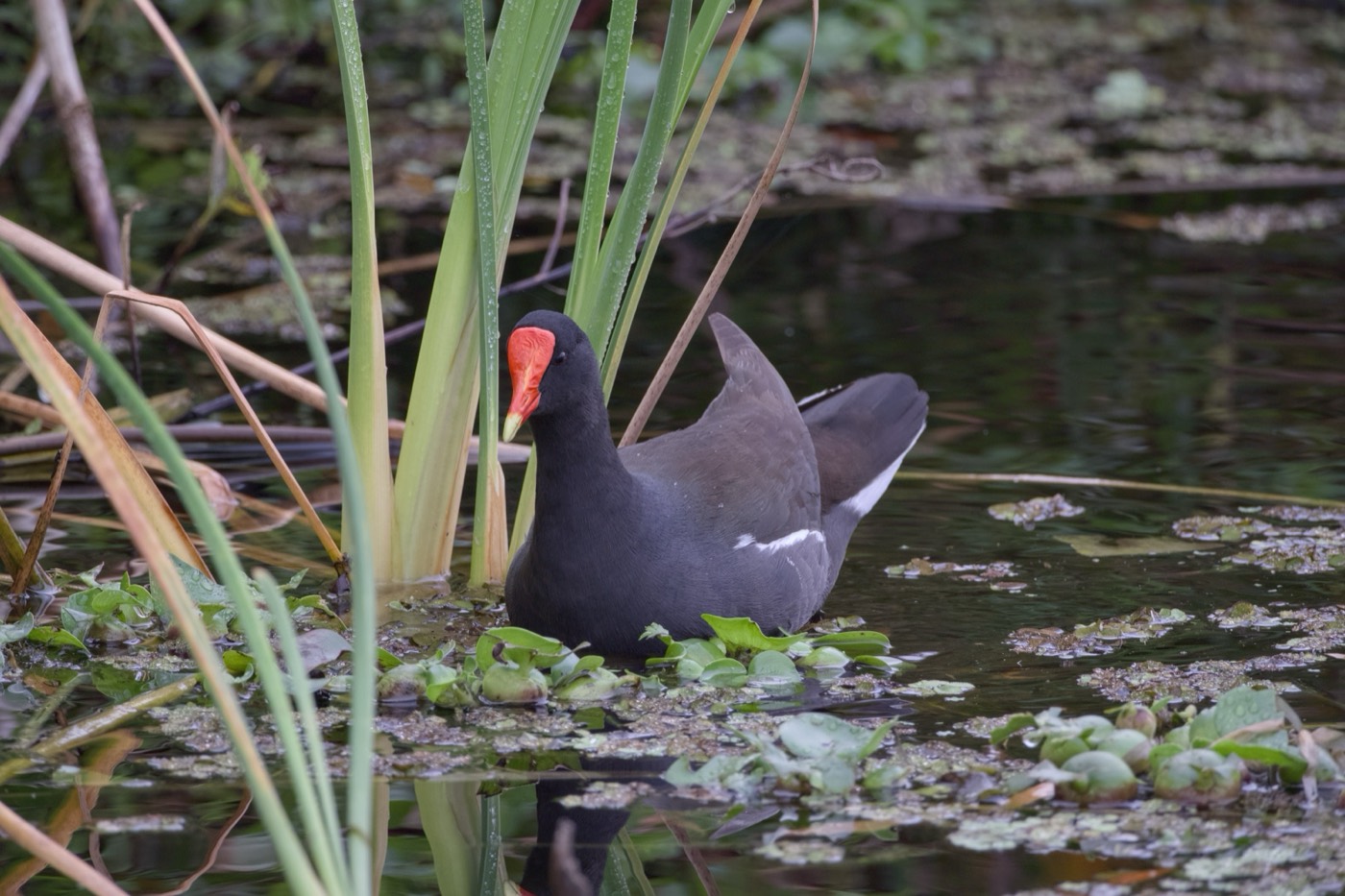 Common Gallinule, Tampa Bay, Florida — fine art print