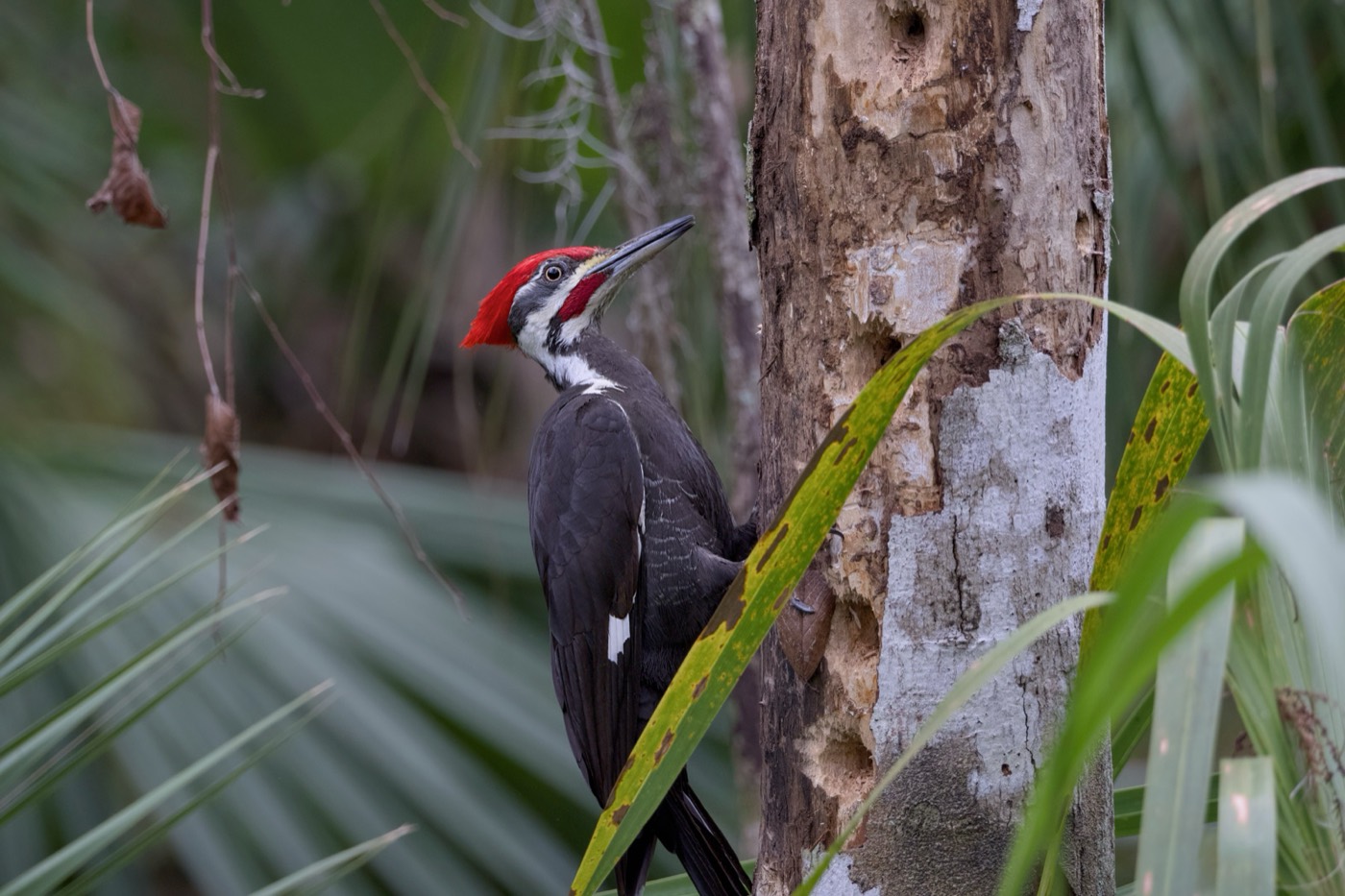 Pileated Woodpecker, Tampa Bay, Florida — fine art print