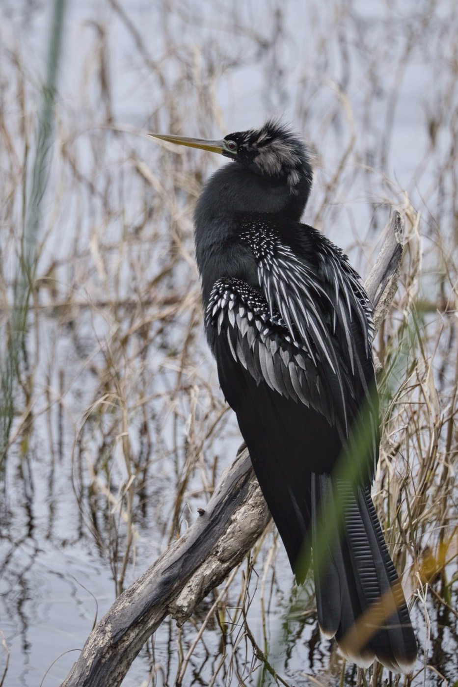 Anhinga, Tampa Bay, Florida — fine art print