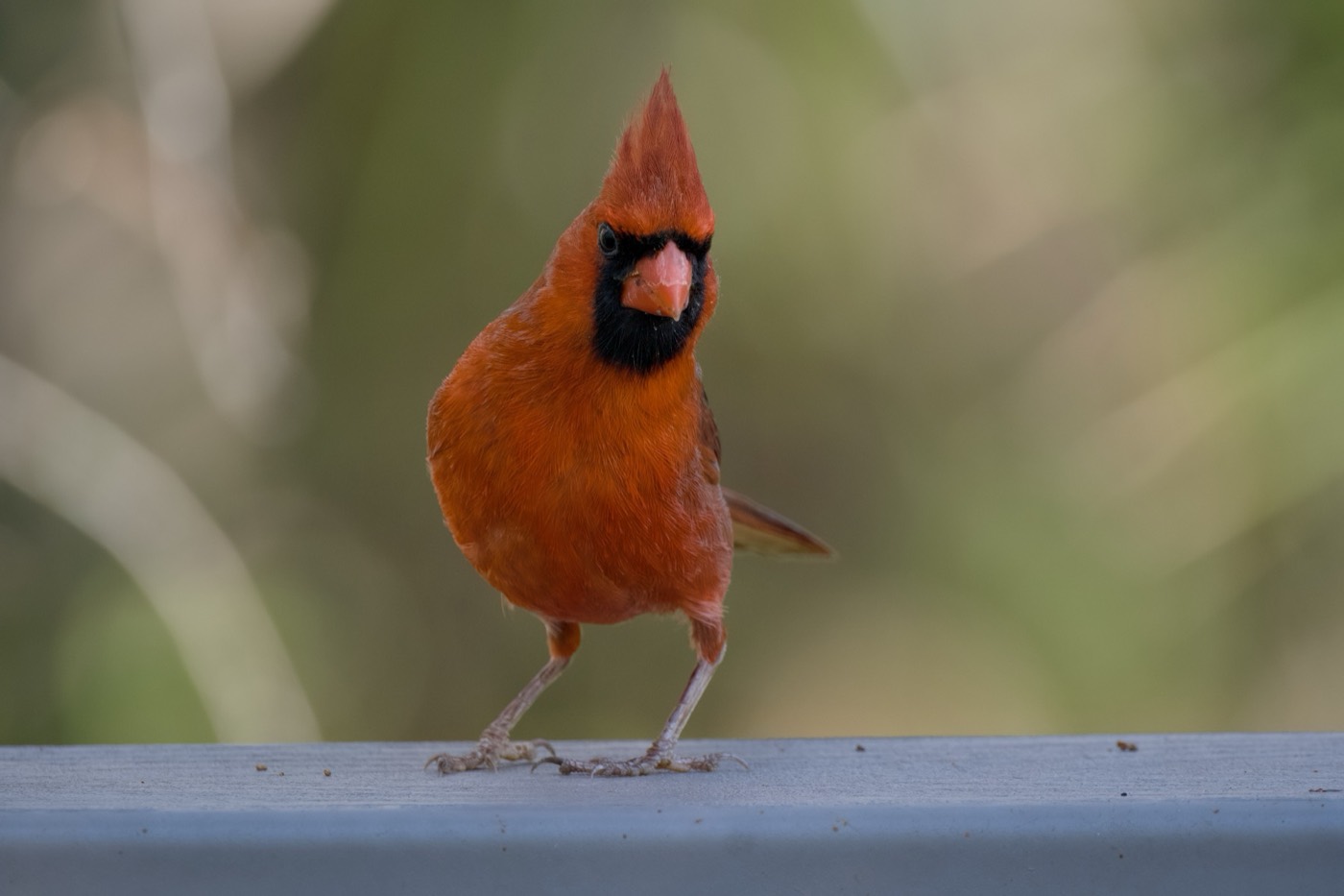 February Cardinal, Tampa Bay, Florida — fine art print
