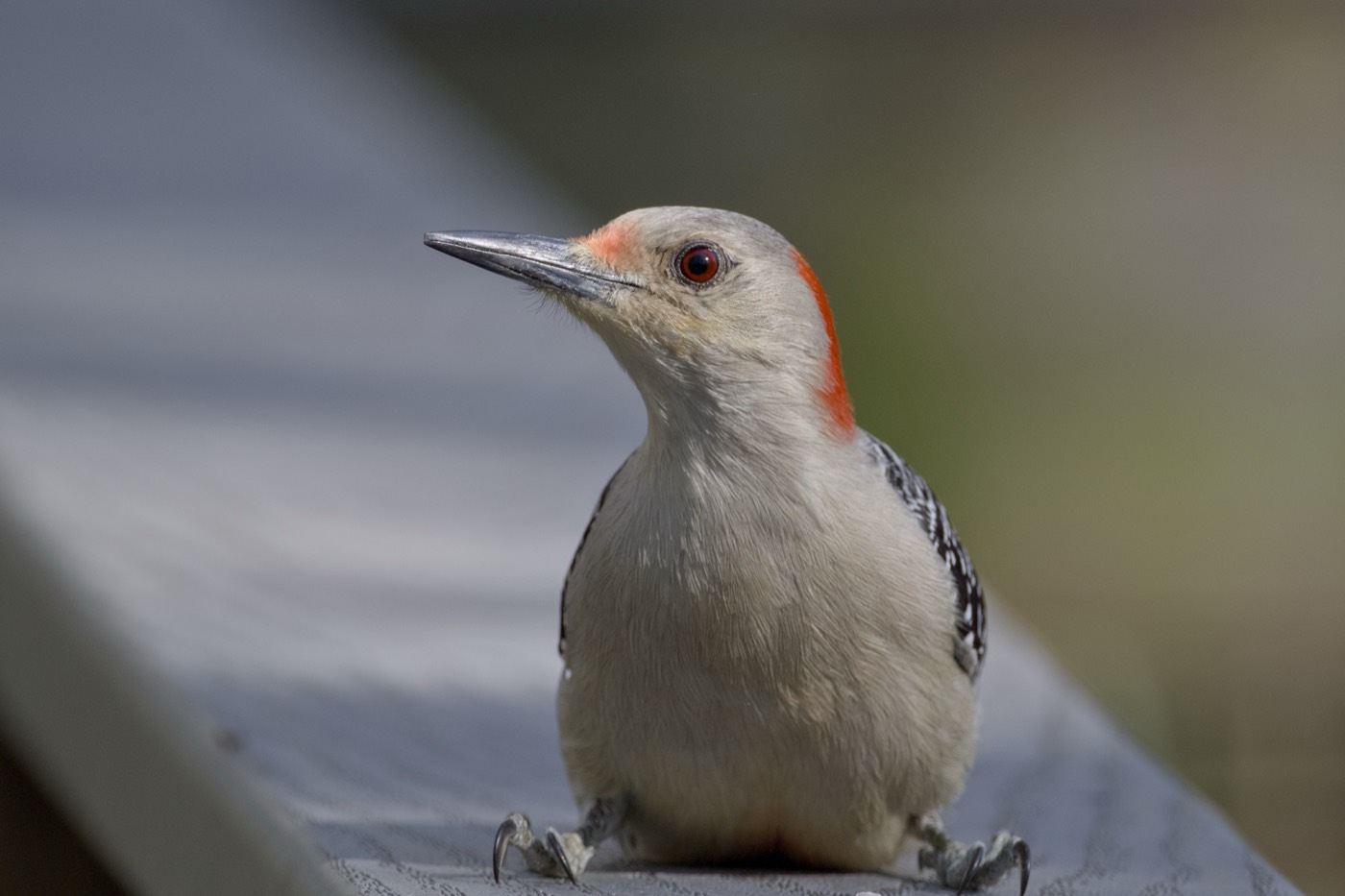 Red-bellied on the Rail, Tampa Bay, Florida — fine art print