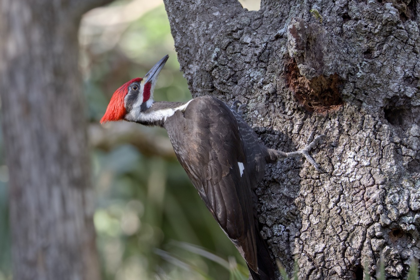 Pileated on Live Oak, Tampa Bay, Florida — fine art print