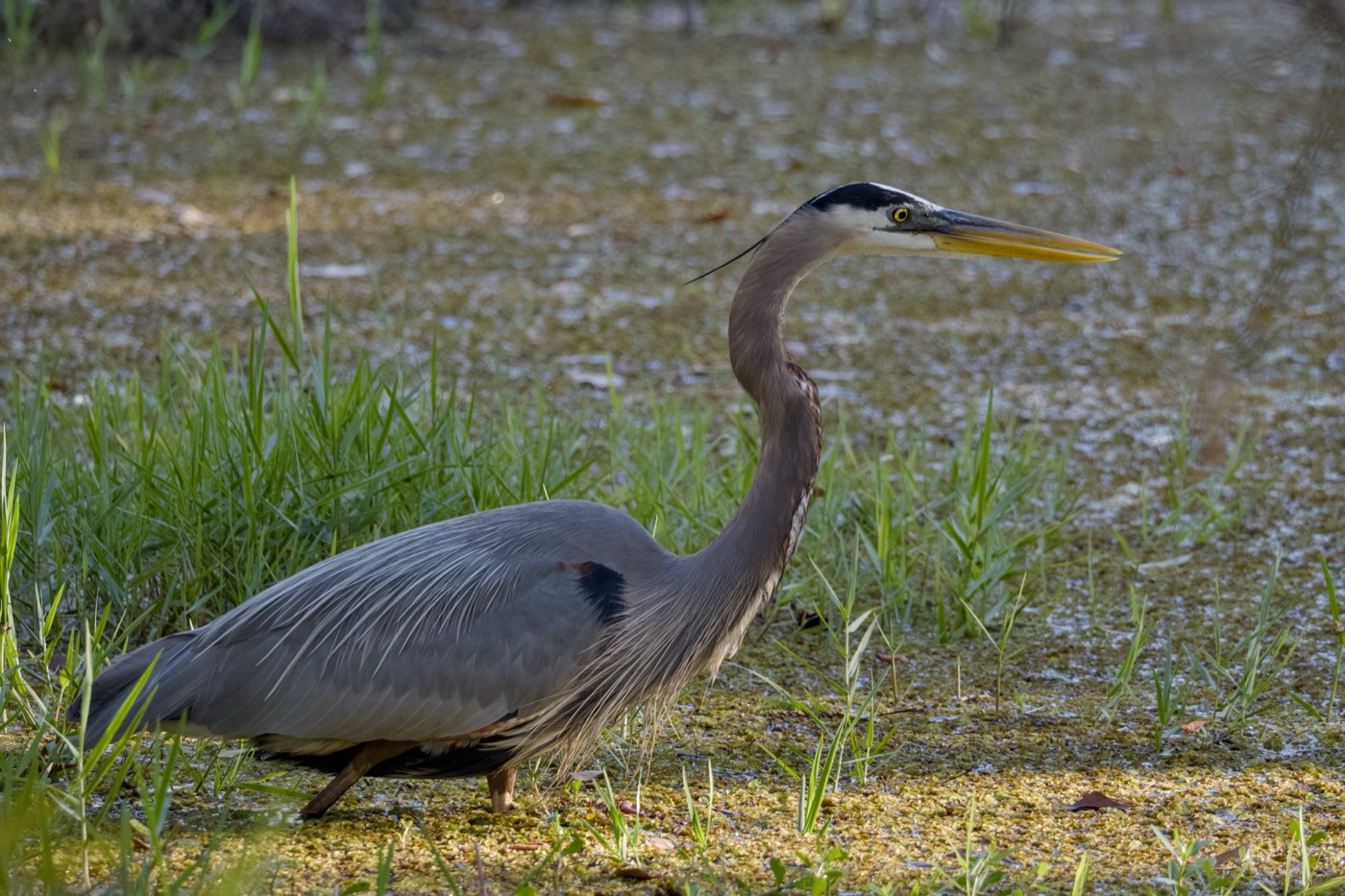 Great Blue Heron, Tampa Bay, Florida — fine art print