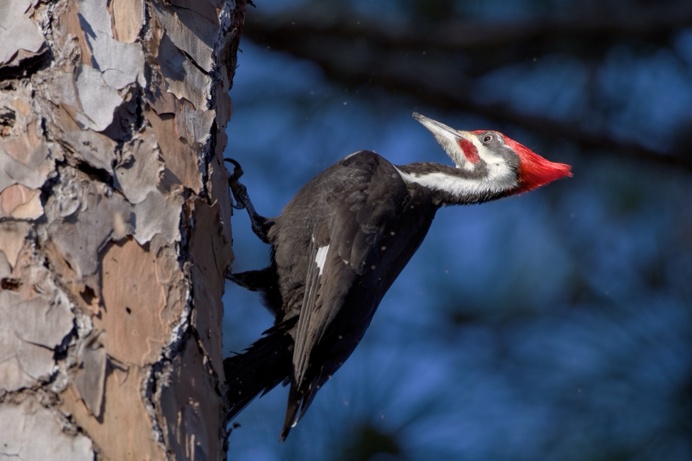 Pileated in Pine, Tampa Bay, Florida — fine art print
