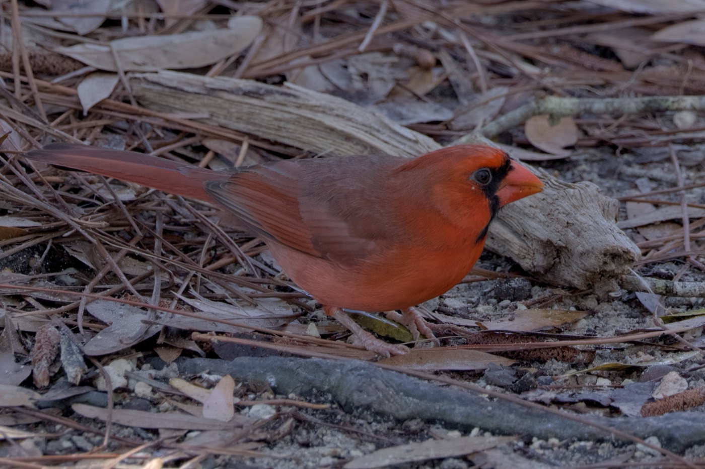 Cardinal in Pine Straw, Tampa Bay, Florida — fine art print