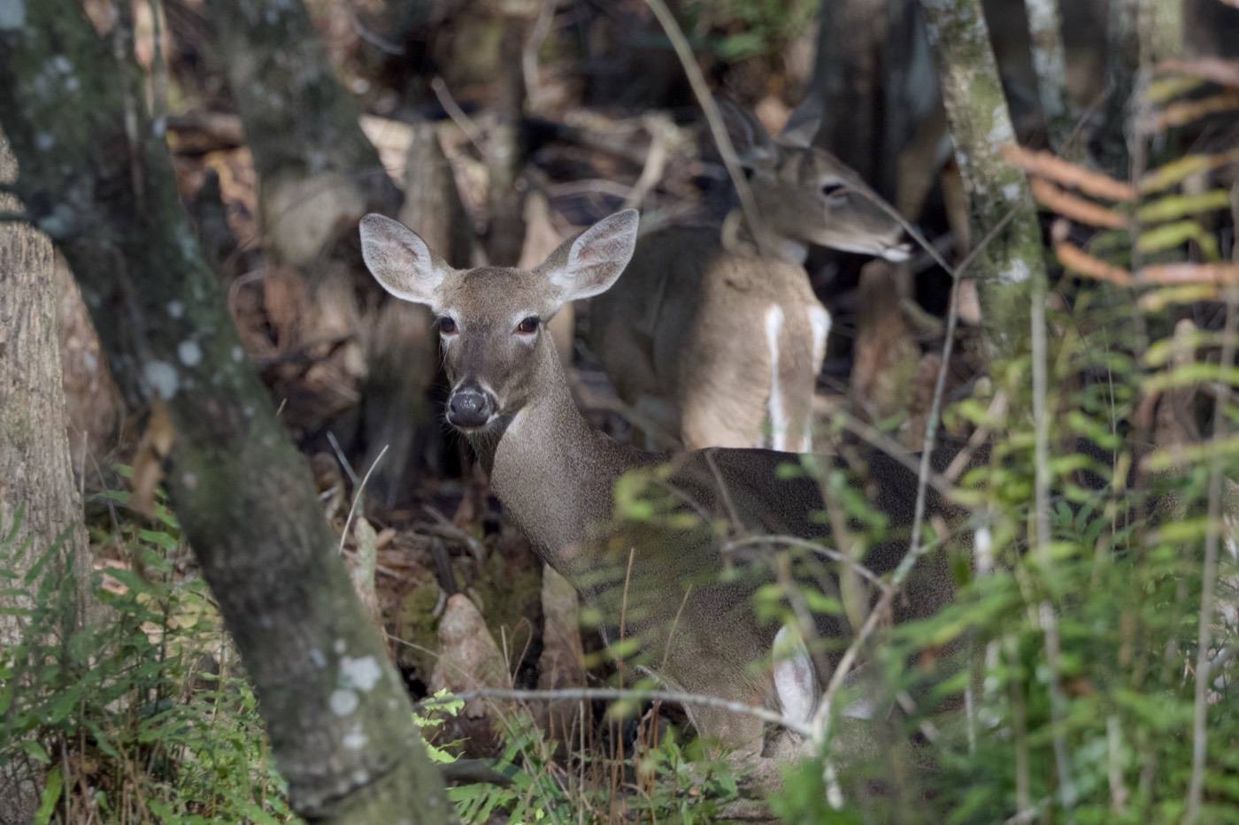 White-tailed Deer, Tampa Bay, Florida — fine art print