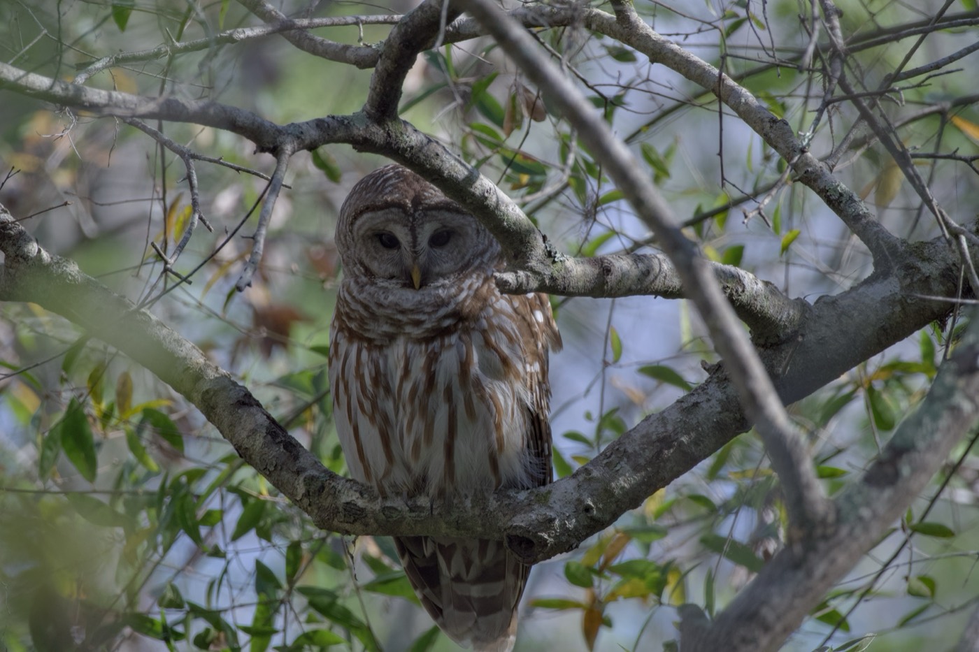 Barred Owl, Tampa Bay, Florida — fine art print