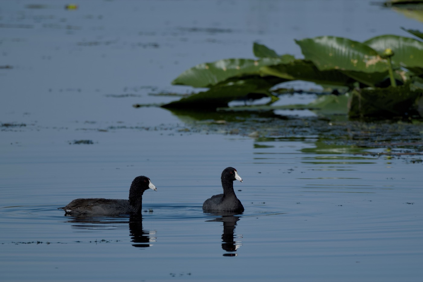 Coots on the Slough, Tampa Bay, Florida — fine art print