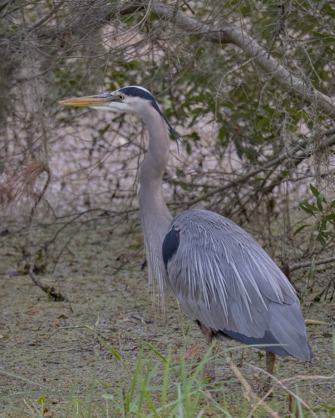Great Blue, Profile, Tampa Bay, Florida — fine art print