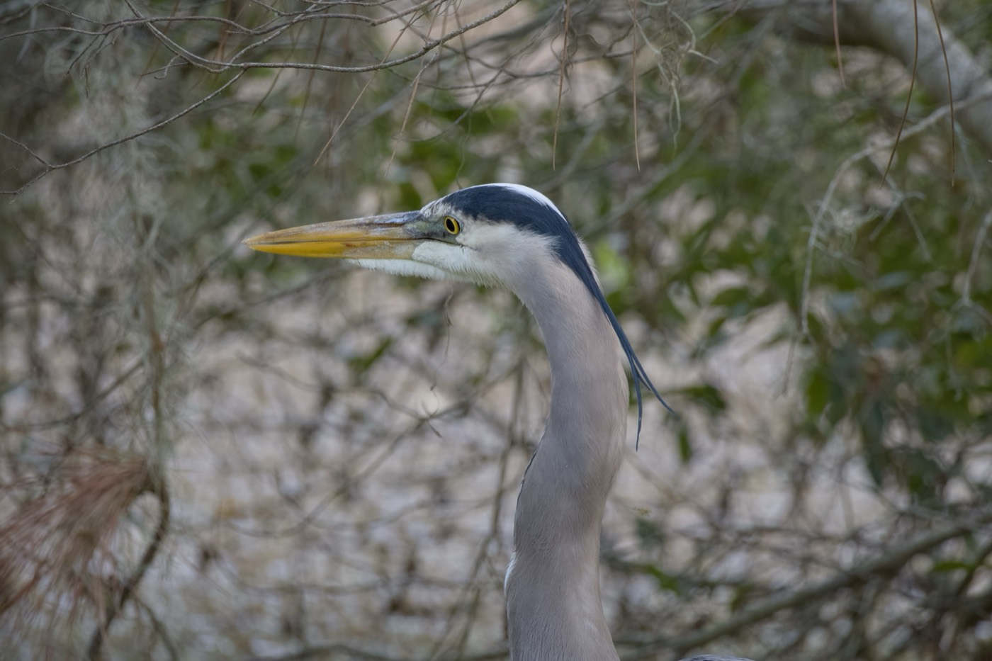 Great Blue Heron, Spring, Tampa Bay, Florida — fine art print