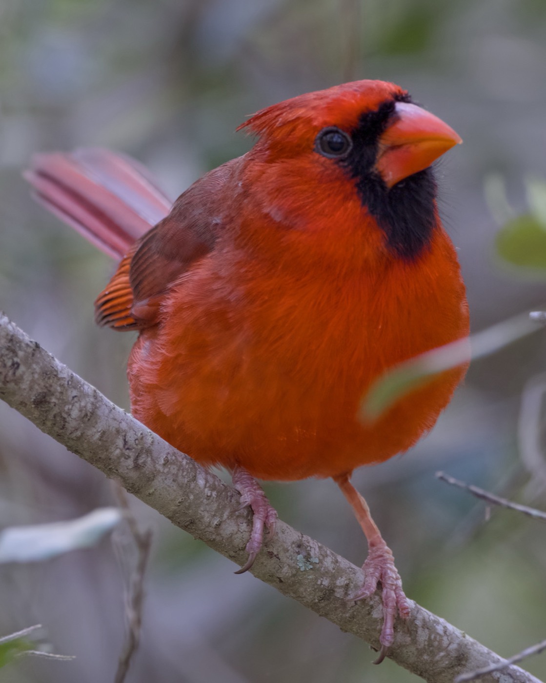 Cardinal in Bloom, Tampa Bay, Florida — fine art print