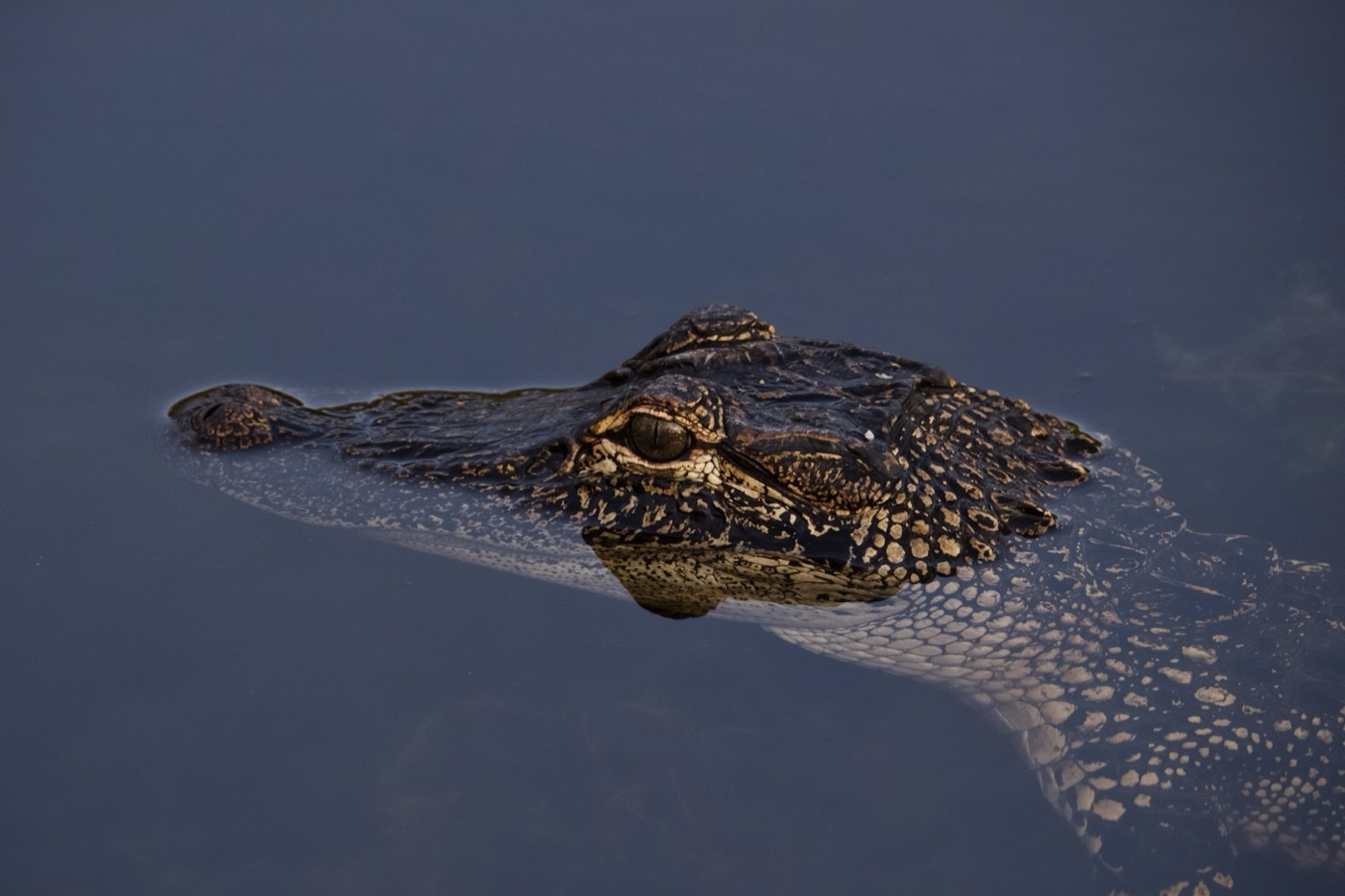 American Alligator, Tampa Bay, Florida — fine art print