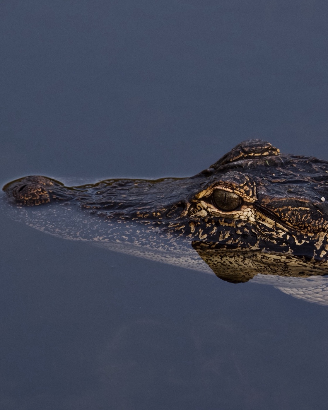 American Alligator, Tampa Bay, Florida — fine art print