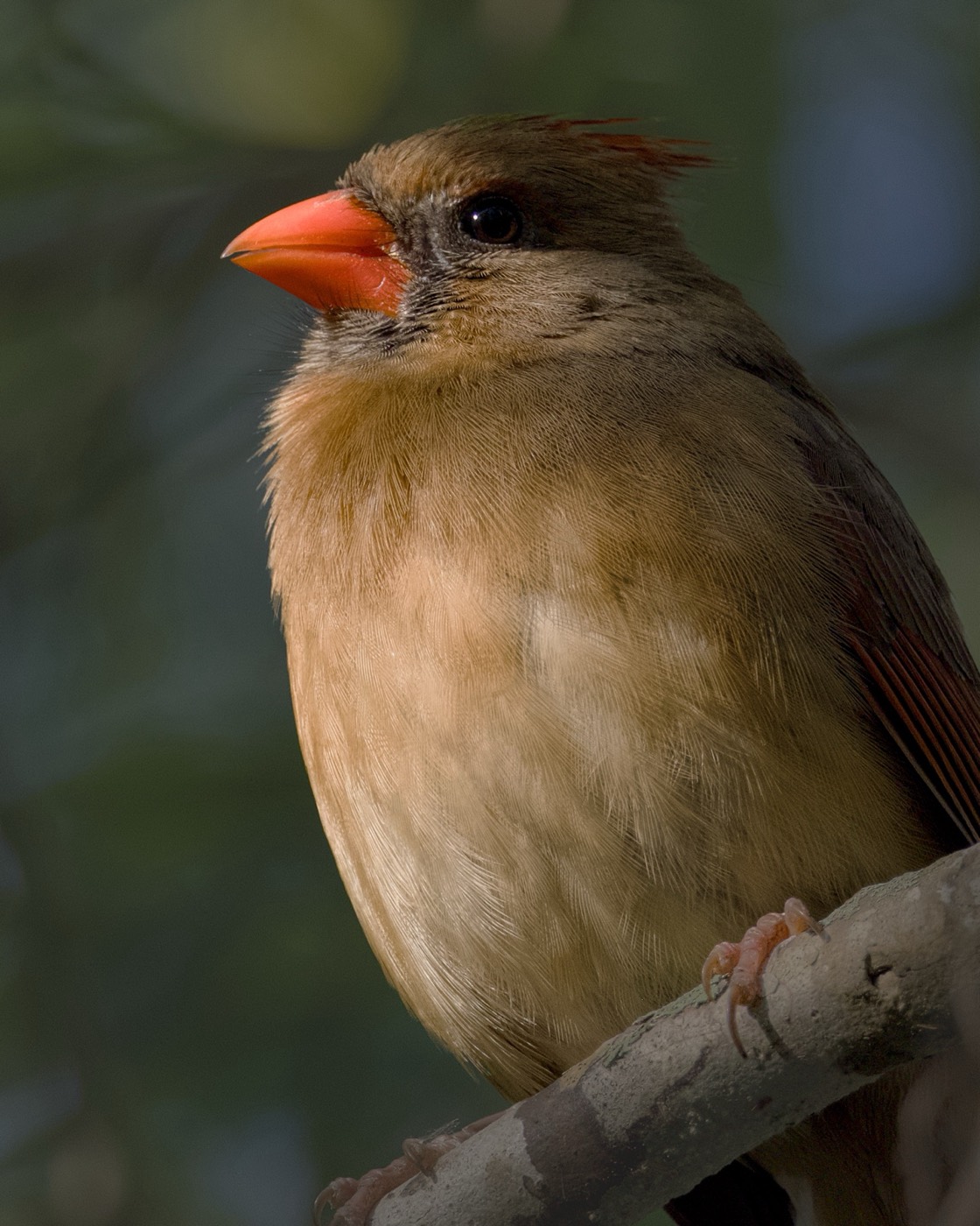 March Cardinal, Tampa Bay, Florida — fine art print